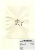 藏品(傘房龍鬚菜)的圖片